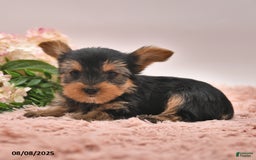 Yorkshire Terrier dogs for sale: Radley - Image 5