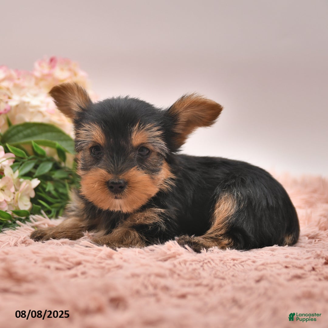 Yorkshire Terrier dogs for sale: Radley - Image 5