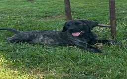 English Mastiff dogs for sale: Angel - Image 6