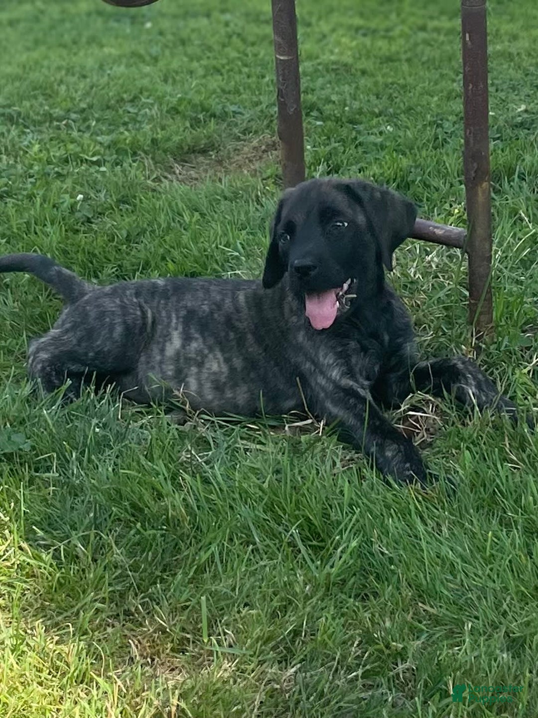 English Mastiff dogs for sale: Angel - Image 6