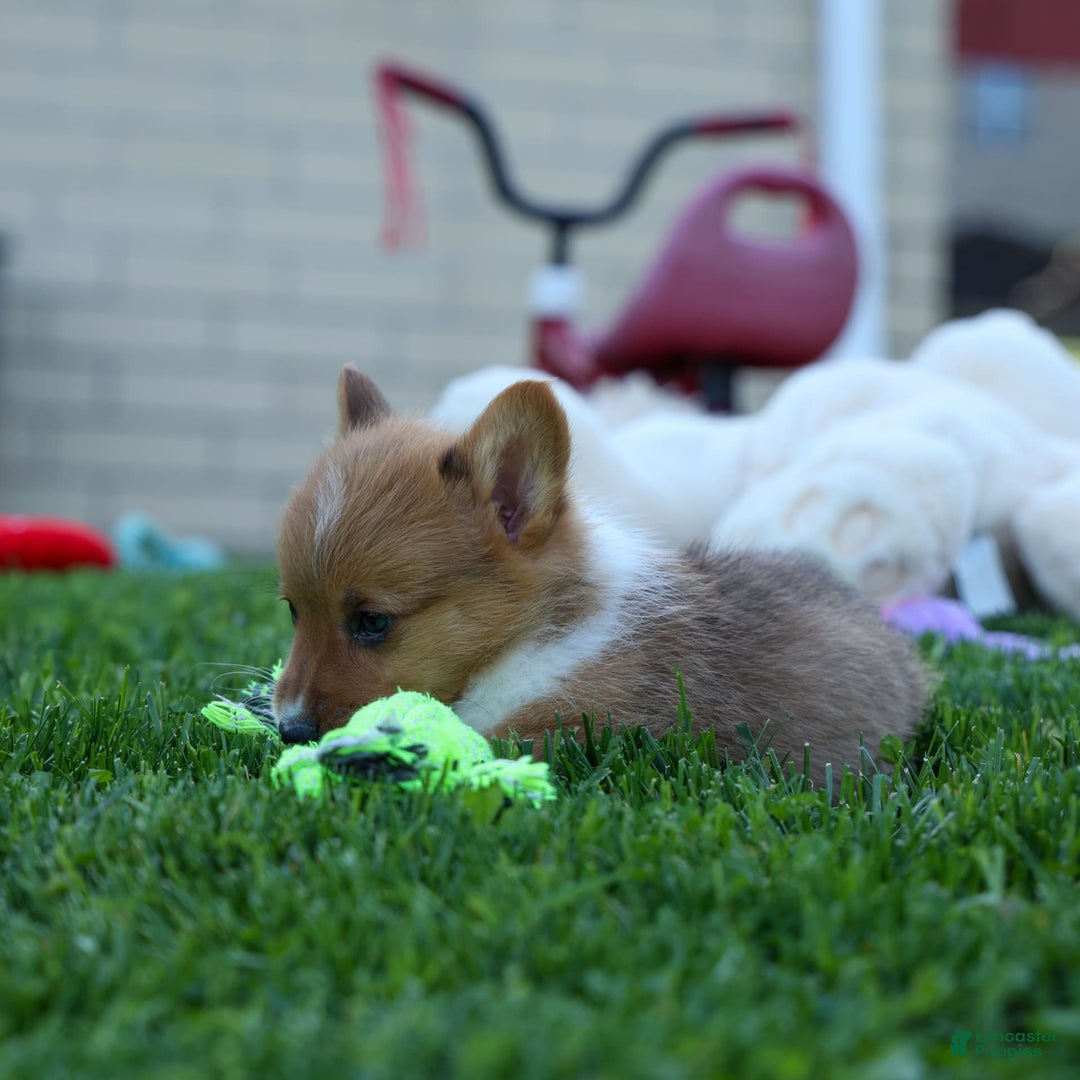 Welsh Corgi Pembroke dogs for sale: Garrett - Image 15