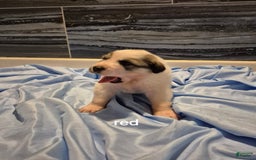 Great Pyrenees dogs for sale: Red - Image 1