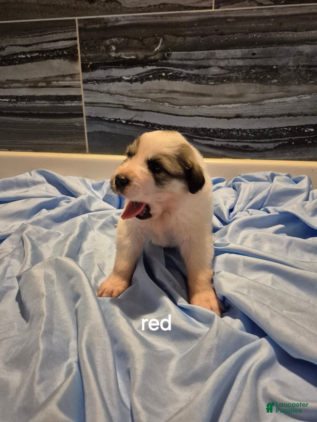 Great Pyrenees dogs for sale: Red - Image 1