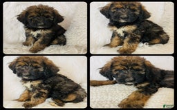 Bernedoodle dogs for sale: Mango - Image 10