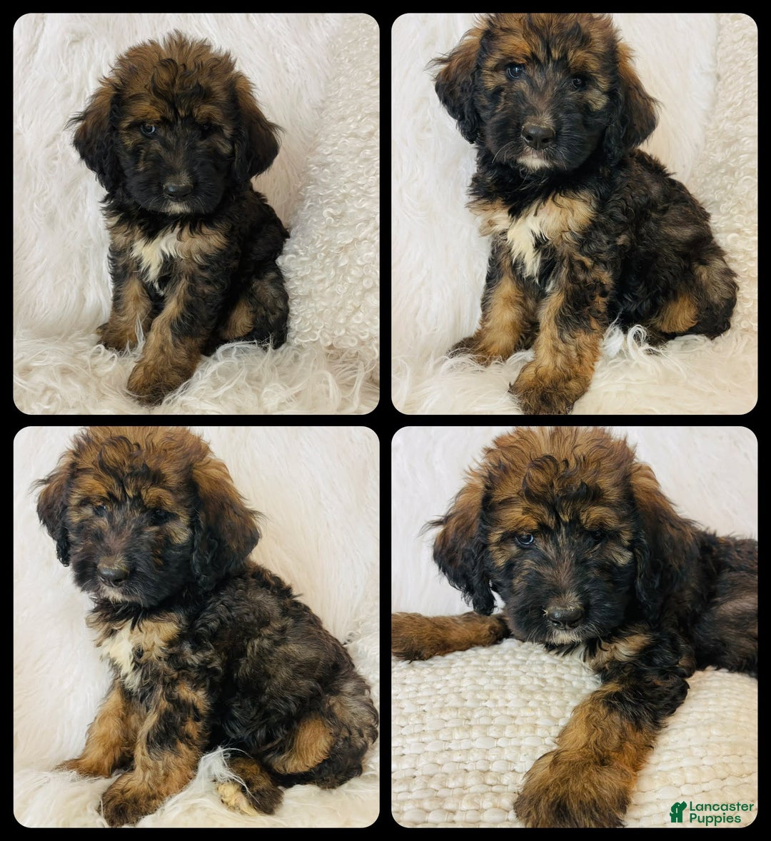 Bernedoodle dogs for sale: Mango - Image 10
