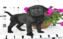 Labrador Retriever dogs for sale: Lassie - Image 4