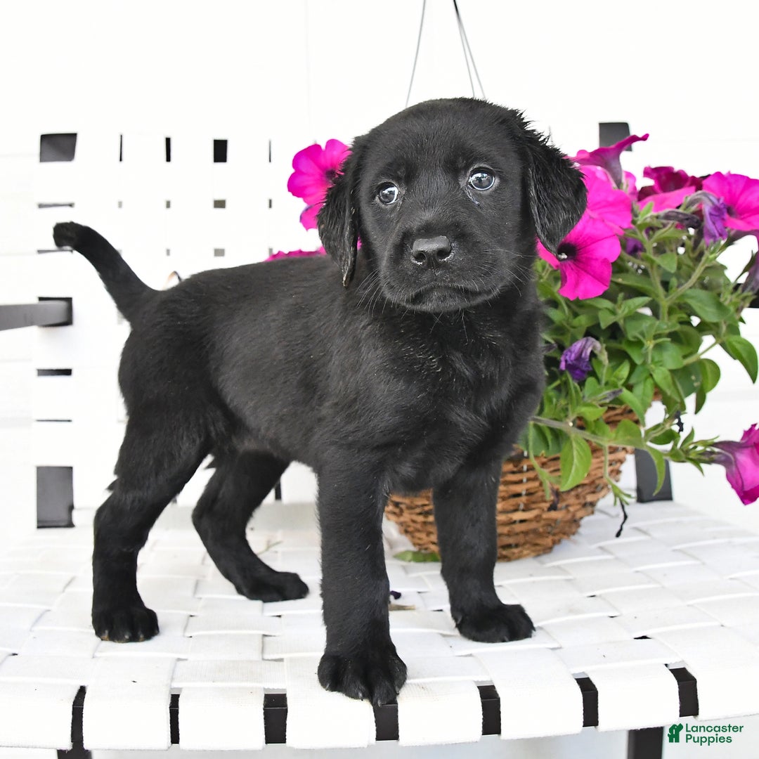 Labrador Retriever dogs for sale: Lassie - Image 4