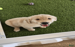 Golden Retriever dogs for sale: Honey - Image 1