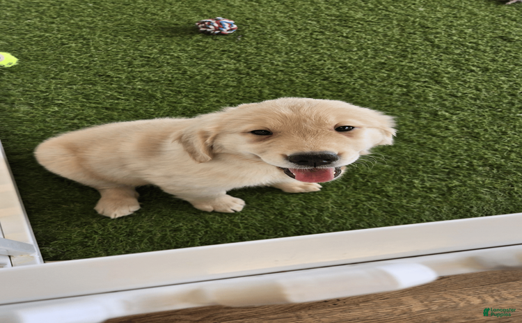 Golden Retriever dogs for sale - Ad 1