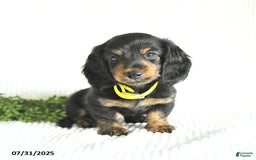 Miniature Dachshund dogs for sale: Walker - Image 5
