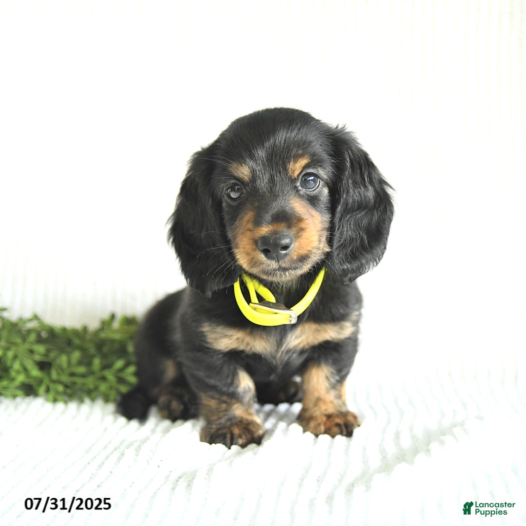 Miniature Dachshund dogs for sale: Walker - Image 5