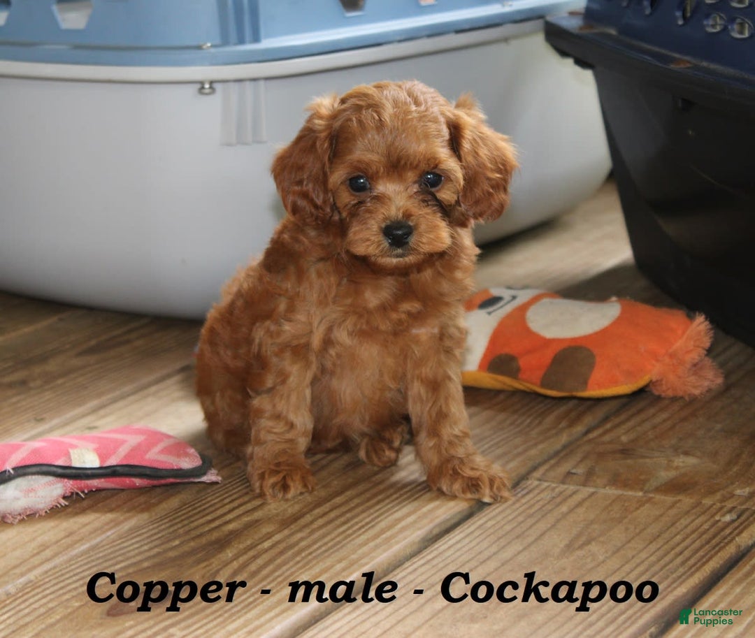 Cockapoo dogs for sale: Copper - Image 3
