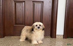 Lhasa Apso dogs for sale: Heather - Image 2