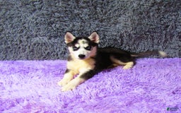 Siberian Husky dogs for sale: Babe - Image 1