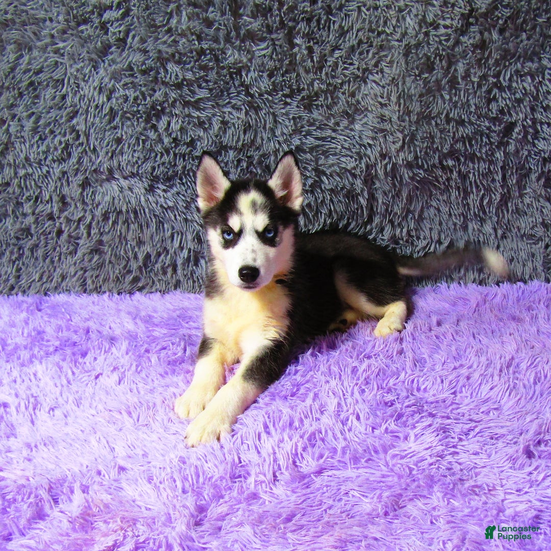 Siberian Husky dogs for sale: Babe - Image 1