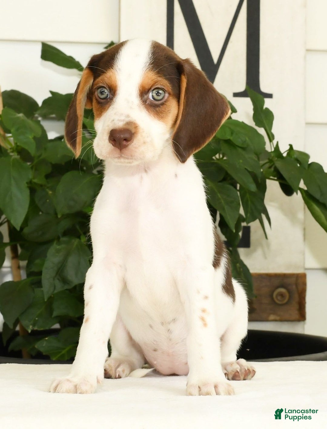 Beagle dogs for sale: Primrose - Image 6