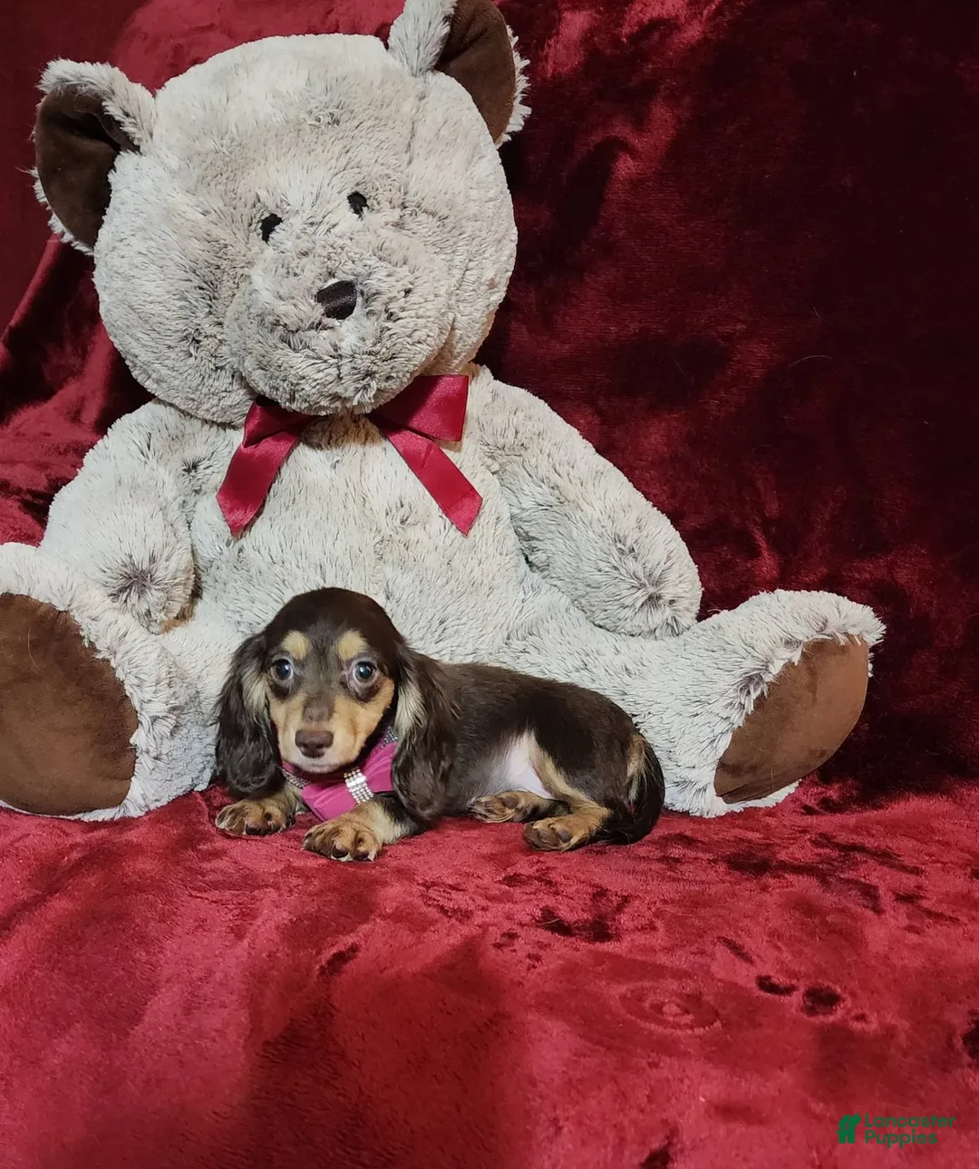Miniature Dachshund dogs for sale: KISSES - Image 3