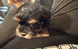 Yorkiepoo dogs for sale: Teacup Casey - Image 3