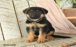 German Shepherd dogs for sale: Wilson - Image 2