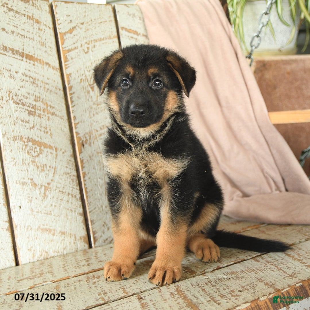 German Shepherd dogs for sale: Wilson - Image 2