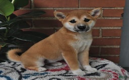 Shiba Inu dogs for sale: Lilly - Image 3