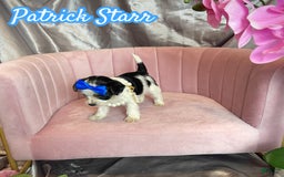 Yorkshire Terrier dogs for sale: Patrick Starr - Image 15