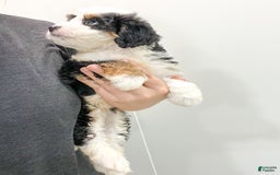 Mini Bernedoodle dogs for sale: Mabel - Image 2