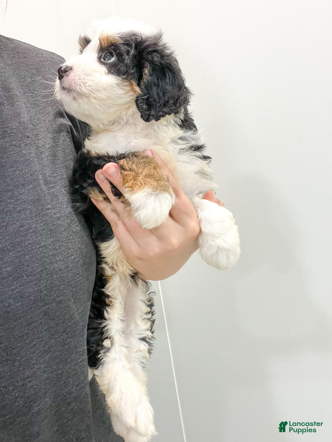 Mini Bernedoodle dogs for sale: Mabel - Image 2