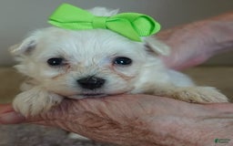 Maltipoo dogs for sale: Beans - Image 16