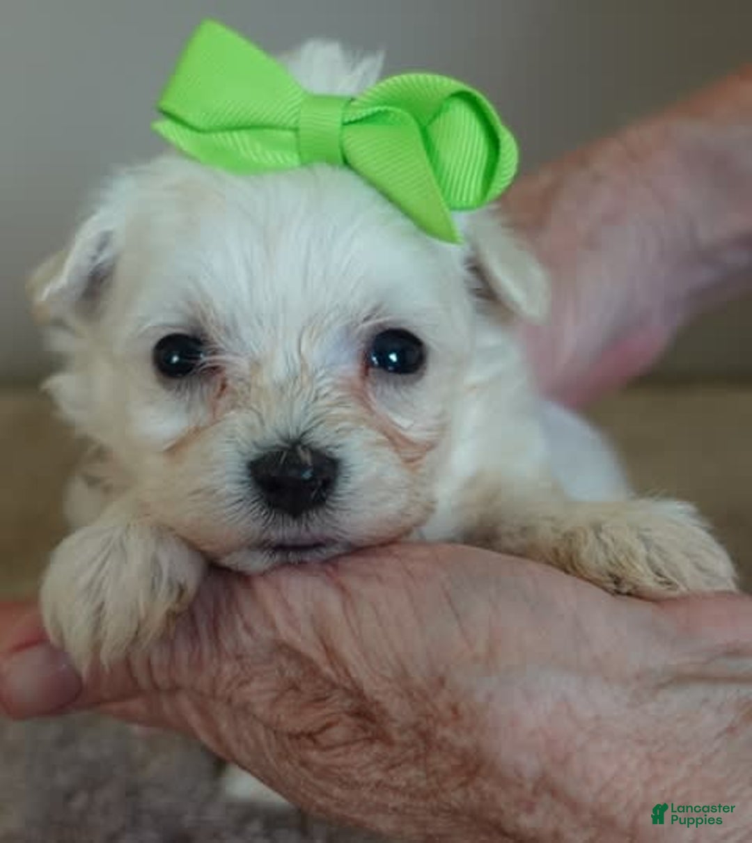 Maltipoo dogs for sale: Beans - Image 16