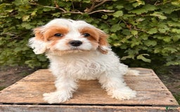 Cavapoo dogs for sale: Finn - Image 2