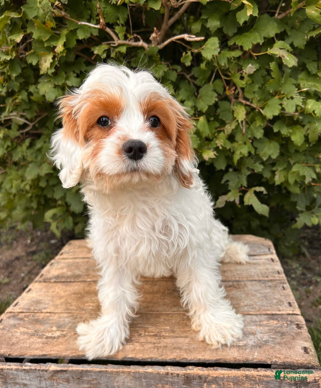 Cavapoo dogs for sale: Finn - Image 2