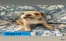American Bully dogs for sale: Saint - Image 2
