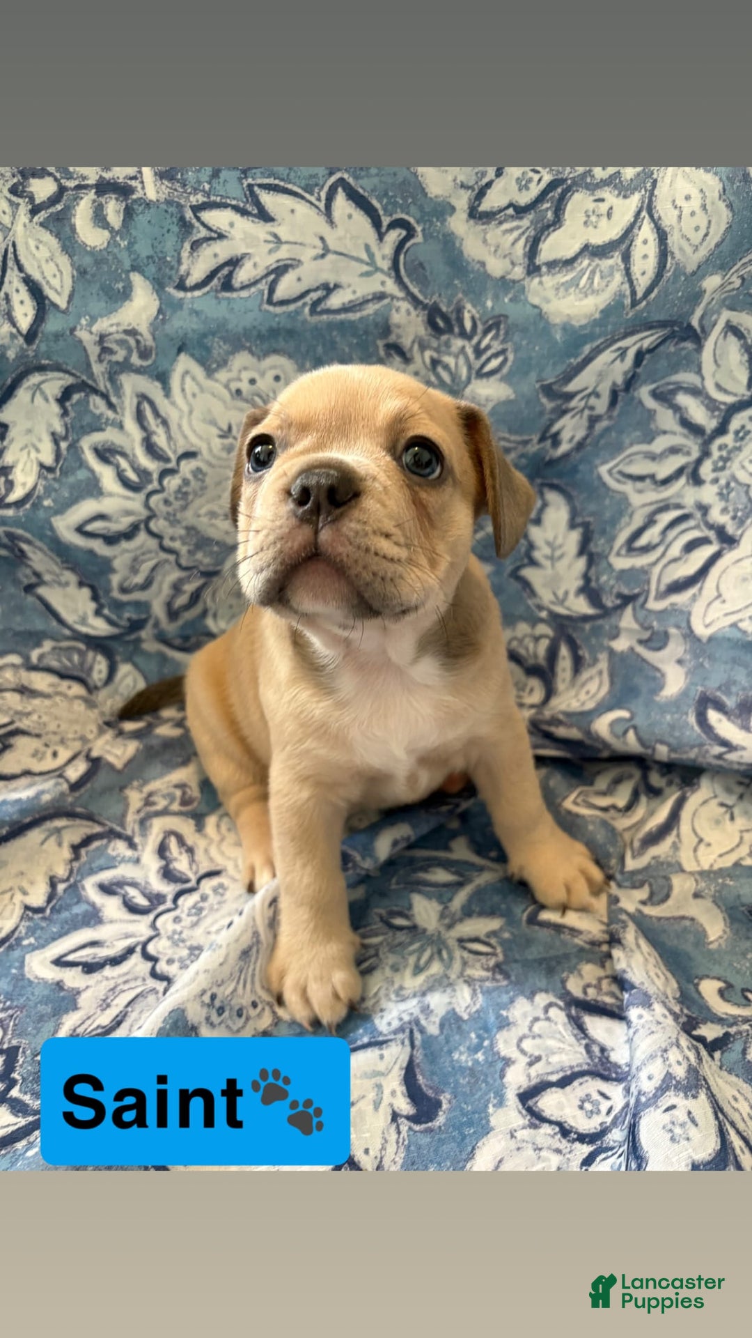 American Bully dogs for sale: Saint - Image 2