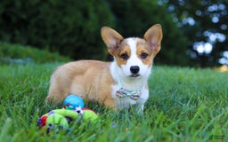 Welsh Corgi Pembroke dogs for sale: Bentley - Image 3