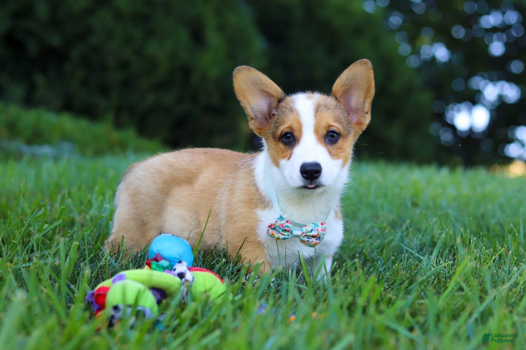 Welsh Corgi Pembroke dogs for sale: Bentley - Image 3