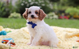 Cavapoo dogs for sale: Scout - Image 4