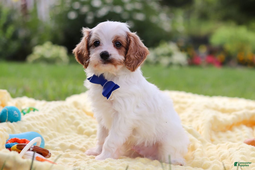 Cavapoo dogs for sale: Scout - Image 4