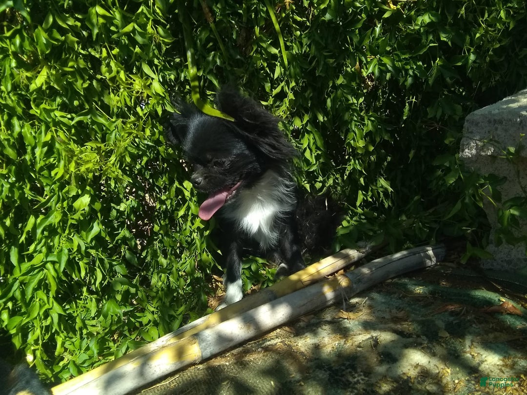 Chihuahua dogs for sale: Full Akc   Dealer - Image 5