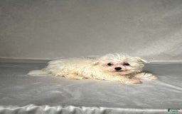 Maltese dogs for sale: Timmy - Image 5