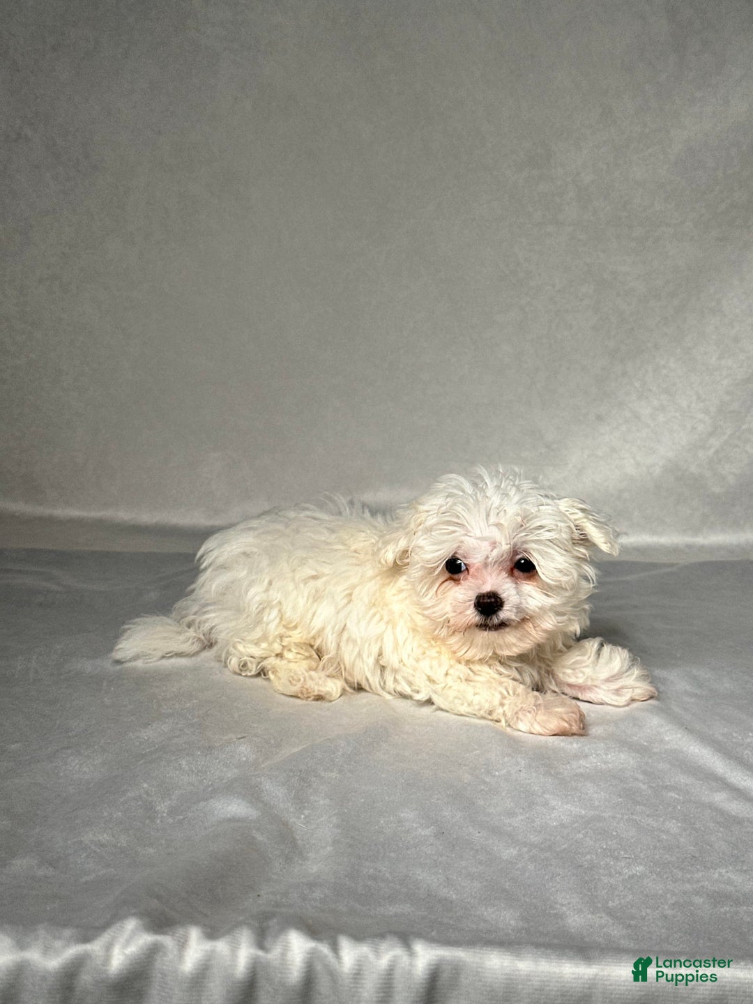 Maltese dogs for sale: Timmy - Image 5