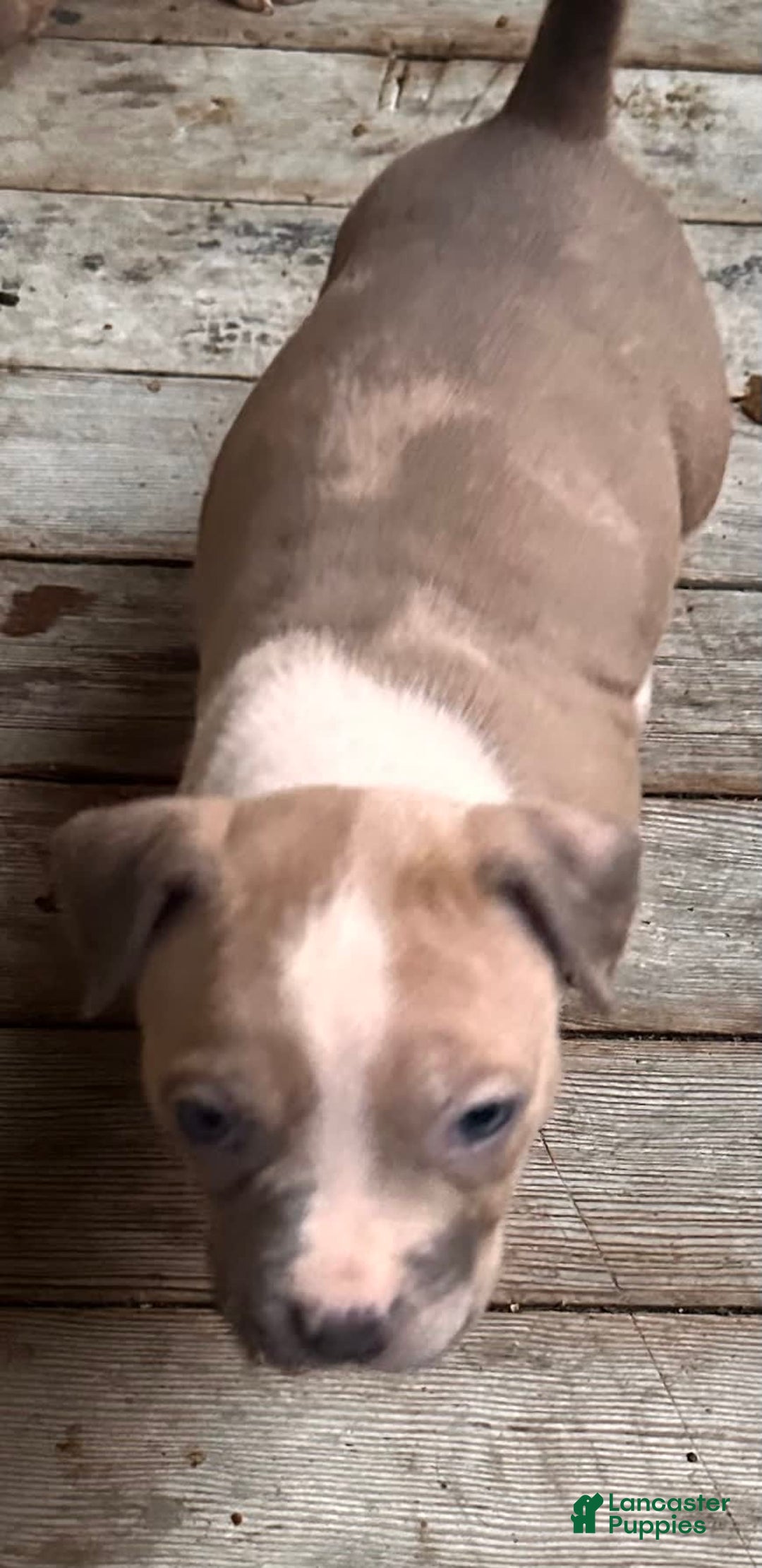 American Bully dogs for sale: Blossom - Image 1