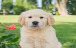 Golden Retriever dogs for sale: Mia - Image 1