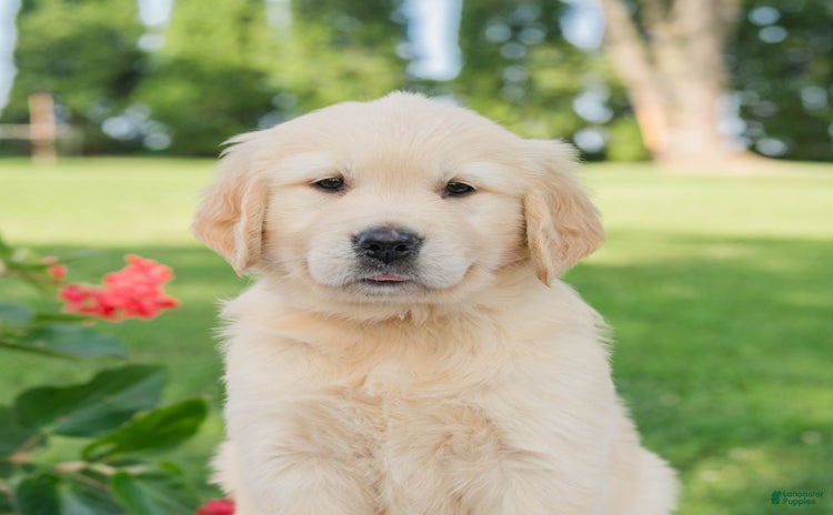 Golden Retriever dogs for sale - Ad 2