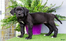 Great Dane dogs for sale: Krista - Image 17