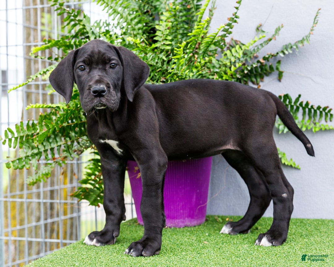 Great Dane dogs for sale: Krista - Image 17