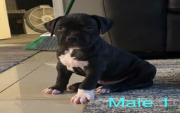 American Bully dogs for sale: Chase - Image 10