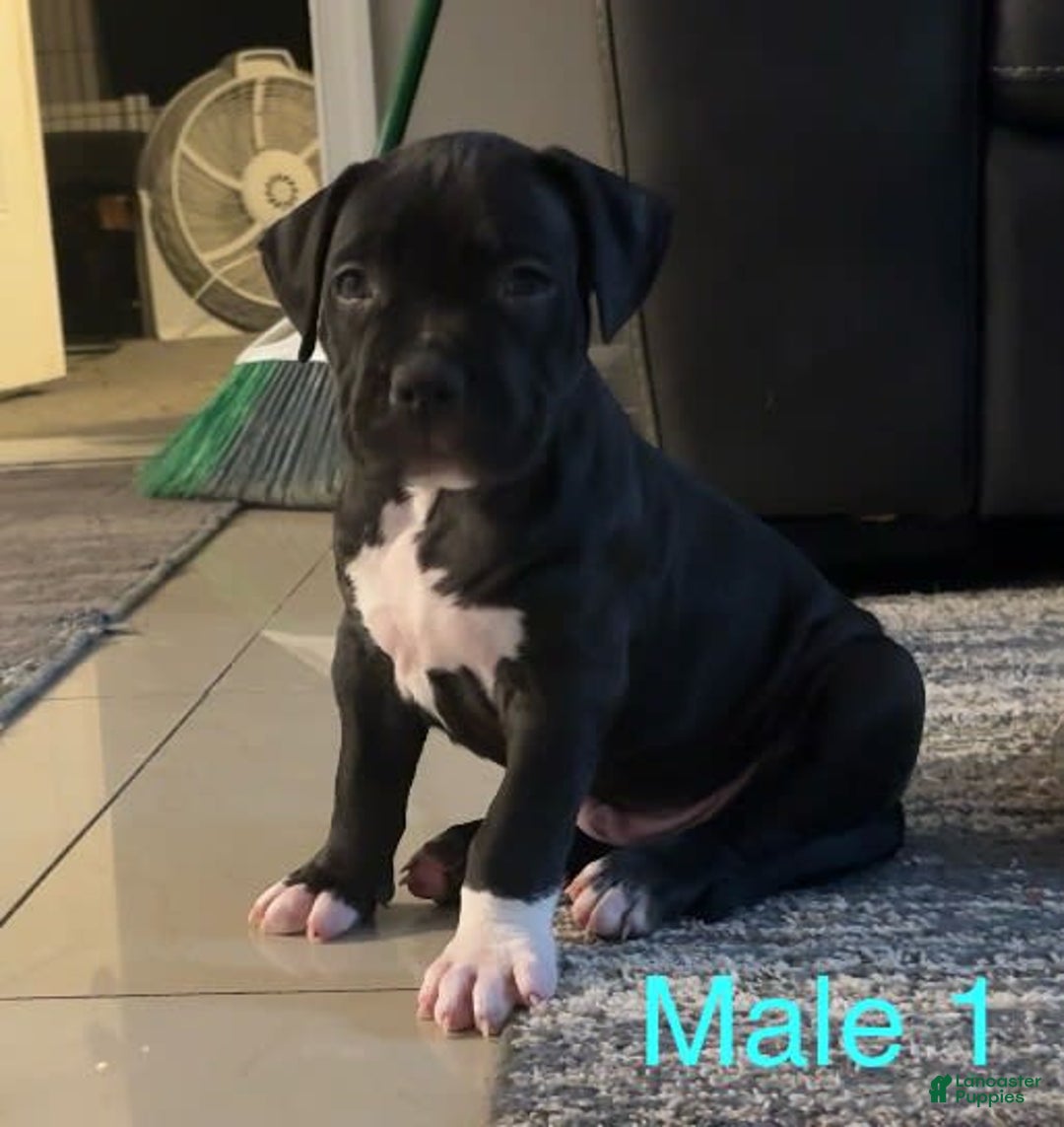 American Bully dogs for sale: Chase - Image 10