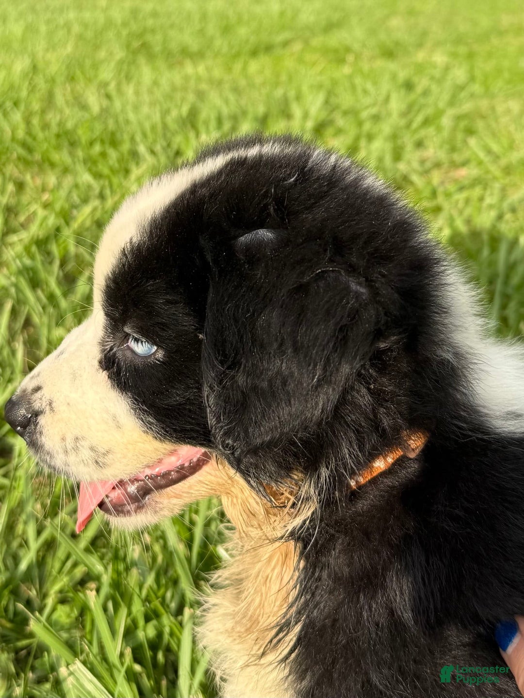 Australian Shepherd dogs for sale: L-brown - Image 8