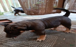 American Bully dogs for sale: Green Col - Image 10
